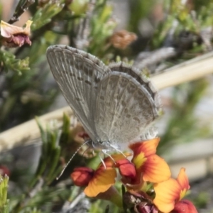 Zizina otis at Michelago, NSW - 15 Nov 2017