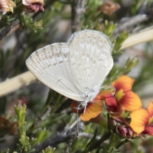 Zizina otis at Michelago, NSW - 15 Nov 2017