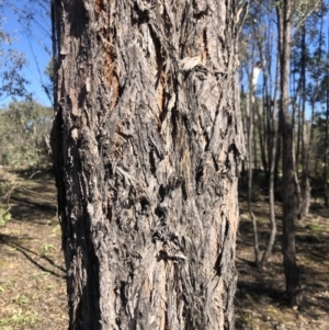 Eucalyptus macrorhyncha at Stromlo, ACT - 10 May 2020 11:19 AM