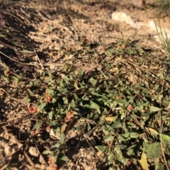 Einadia nutans subsp. nutans (Climbing Saltbush) at Chapman, ACT - 10 May 2020 by Nat