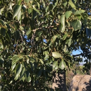 Brachychiton populneus subsp. populneus at Chapman, ACT - 10 May 2020