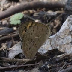 Heteronympha merope (Common Brown Butterfly) at Michelago, NSW - 17 Dec 2017 by Illilanga