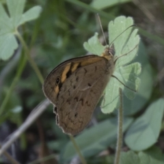 Heteronympha merope at Michelago, NSW - 17 Dec 2017