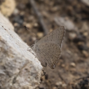 Paralucia pyrodiscus at Michelago, NSW - 22 Dec 2018