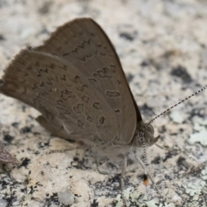 Paralucia pyrodiscus at Michelago, NSW - 22 Dec 2018