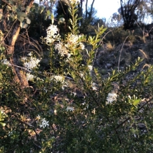 Bursaria spinosa subsp. lasiophylla at Chapman, ACT - 10 May 2020 04:56 PM