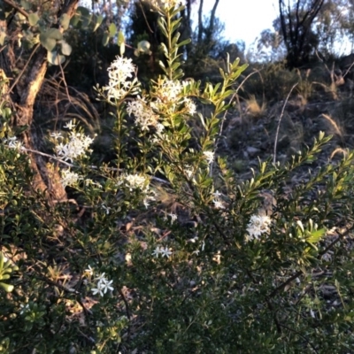 Bursaria spinosa subsp. lasiophylla (Australian Blackthorn) at Chapman, ACT - 10 May 2020 by Nat