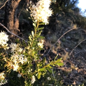 Bursaria spinosa subsp. lasiophylla at Chapman, ACT - 10 May 2020 04:56 PM