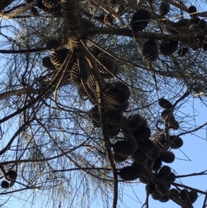 Allocasuarina verticillata at Chapman, ACT - 10 May 2020