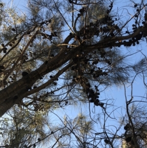 Allocasuarina verticillata at Chapman, ACT - 10 May 2020