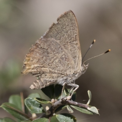 Paralucia pyrodiscus (Fiery Copper) at Michelago, NSW - 23 Dec 2018 by Illilanga