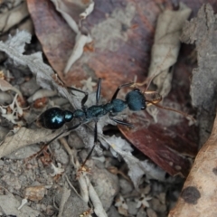 Myrmecia tarsata (Bull ant or Bulldog ant) at Black Range, NSW - 7 Jan 2019 by AndrewMcCutcheon