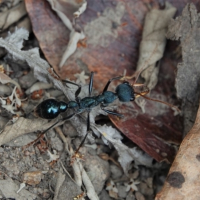 Myrmecia tarsata (Bull ant or Bulldog ant) at Black Range, NSW - 6 Jan 2019 by AndrewMcCutcheon