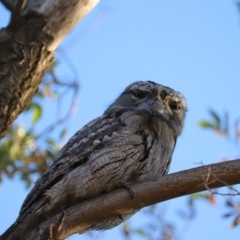 Podargus strigoides (Tawny Frogmouth) at Kingston, ACT - 9 May 2020 by YellowButton