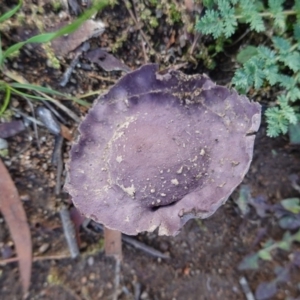 Calvatia cyathiformis at Deakin, ACT - 7 May 2020