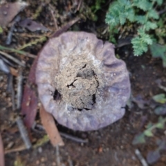 Calvatia cyathiformis at Deakin, ACT - 7 May 2020 03:18 PM