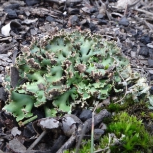 Heterodea sp. at O'Connor, ACT - 8 May 2020