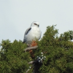 Elanus axillaris (Black-shouldered Kite) at Fyshwick, ACT - 9 May 2020 by RodDeb