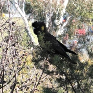 Zanda funerea at Symonston, ACT - 10 May 2020 11:22 AM