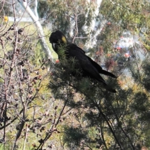 Zanda funerea at Symonston, ACT - 10 May 2020 11:22 AM