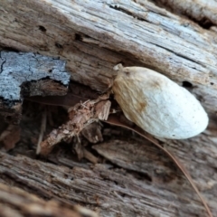 Psychidae (family) IMMATURE (Unidentified case moth or bagworm) at Hughes, ACT - 10 May 2020 by JackyF