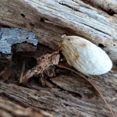 Psychidae (family) IMMATURE (Unidentified case moth or bagworm) at Hughes, ACT - 10 May 2020 by JackyF