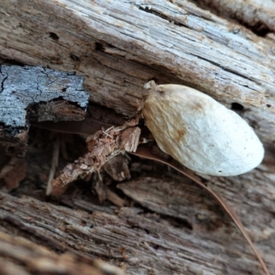 Psychidae (family) IMMATURE (Unidentified case moth or bagworm) at Hughes, ACT - 10 May 2020 by JackyF