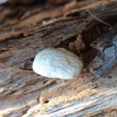 Psychidae (family) IMMATURE at Hughes, ACT - 10 May 2020