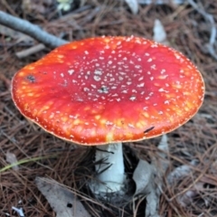 Amanita muscaria (Fly Agaric) at Coree, ACT - 10 May 2020 by Sarah2019