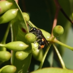 Eumeninae (subfamily) (Unidentified Potter wasp) at Black Range, NSW - 22 Feb 2019 by AndrewMcCutcheon