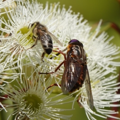 Pelecorhynchus sp. (genus) (A pelecorhynchid fly) at Black Range, NSW - 25 Feb 2019 by AndrewMcCutcheon