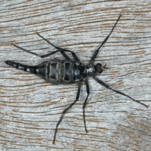 Boreoides subulatus at Ainslie, ACT - 10 May 2020