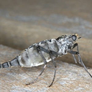 Boreoides subulatus at Ainslie, ACT - 10 May 2020