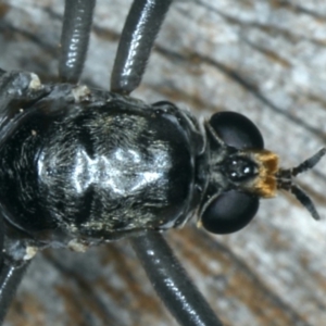 Boreoides subulatus at Ainslie, ACT - 10 May 2020