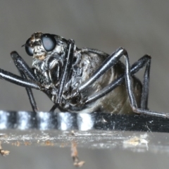 Boreoides subulatus at Ainslie, ACT - 10 May 2020