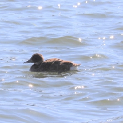 Aythya australis (Hardhead) at Gungahlin, ACT - 10 May 2020 by Tammy