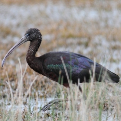 Plegadis falcinellus (Glossy Ibis) at Fyshwick, ACT - 5 Oct 2011 by Harrisi