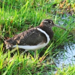 Rostratula australis (Australian Painted-snipe) at Jerrabomberra Wetlands - 8 Oct 2011 by Harrisi