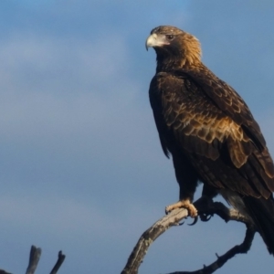 Aquila audax at Googong, NSW - 10 May 2020