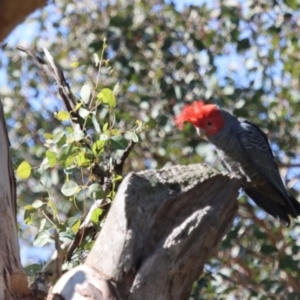 Callocephalon fimbriatum at Gundaroo, NSW - suppressed