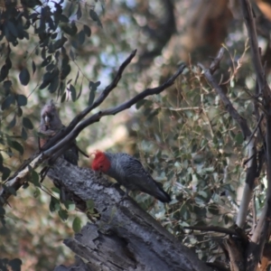 Callocephalon fimbriatum at Gundaroo, NSW - suppressed