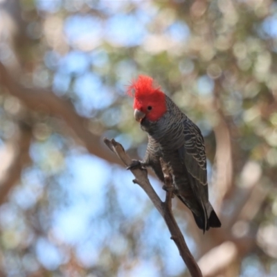 Callocephalon fimbriatum (Gang-gang Cockatoo) at Gundaroo, NSW - 6 May 2020 by Gunyijan