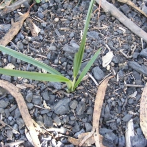 Dianella sp. aff. longifolia (Benambra) at Tennent, ACT - 8 May 2020