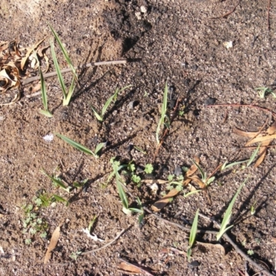 Dianella sp. aff. longifolia (Benambra) (Pale Flax Lily, Blue Flax Lily) at Tennent, ACT - 8 May 2020 by MichaelMulvaney