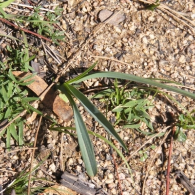 Dianella sp. aff. longifolia (Benambra) (Pale Flax Lily, Blue Flax Lily) at Tennent, ACT - 8 May 2020 by MichaelMulvaney