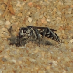 Turneromyia sp. (genus) (Zebra spider wasp) at Tuggeranong DC, ACT - 15 Jan 2020 by MichaelBedingfield