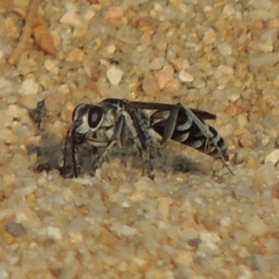 Turneromyia sp. (genus) (Zebra spider wasp) at Bullen Range - 15 Jan 2020 by michaelb