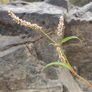 Persicaria lapathifolia at Tuggeranong DC, ACT - 15 Jan 2020 08:26 PM