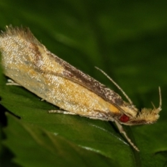 Thema psammoxantha (A concealer moth) at Melba, ACT - 25 Jan 2009 by Bron