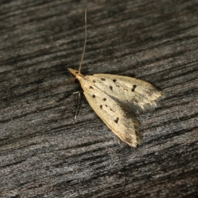 Atheropla decaspila (A concealer moth) at Melba, ACT - 12 Nov 2010 by Bron
